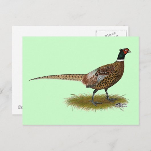 Pheasant Rooster Briefkaart (Voorkant / Achterkant)