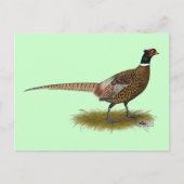 Pheasant Rooster Briefkaart (Voorkant)