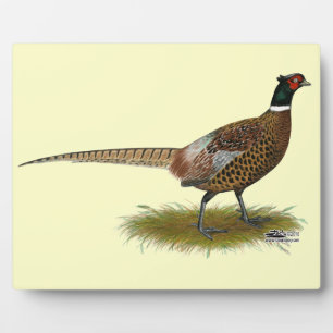 Pheasant Rooster Fotoplaat