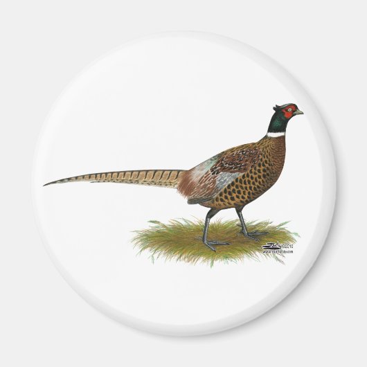 Pheasant Rooster Magneet (Voorkant)