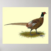 Pheasant Rooster Poster (Voorkant)