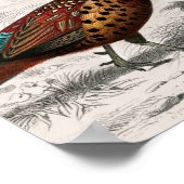 Pheasant vintage illustrated poster (Hoek)