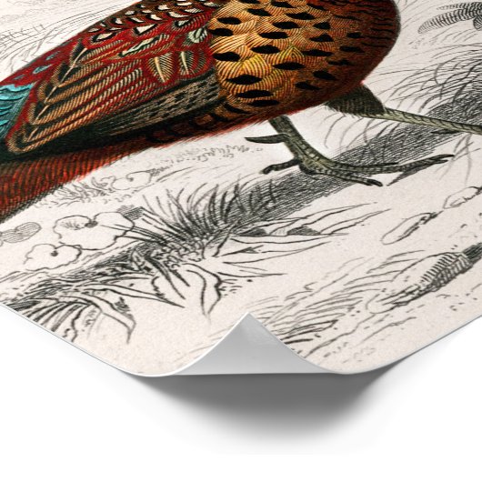 Pheasant vintage illustrated poster (Hoek)