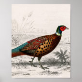 Pheasant vintage illustrated poster (Voorkant)