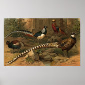 Pheasants Canvas Print (Voorkant)