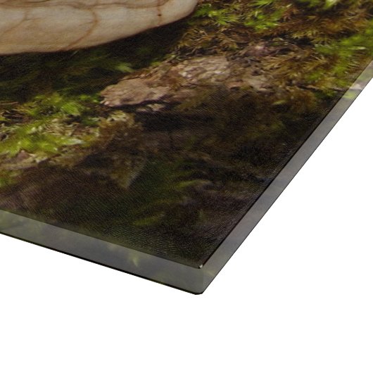 Phellinus igniarius Champignonglas Snijplank (Hoek)