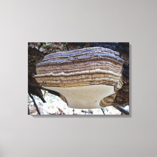 Phellinus igniarius Mushroom Canvas Afdrukken (Voorkant)