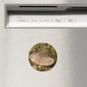 Phellinus igniarius Mushroom Magnet (Insitu (Vaatwasser))