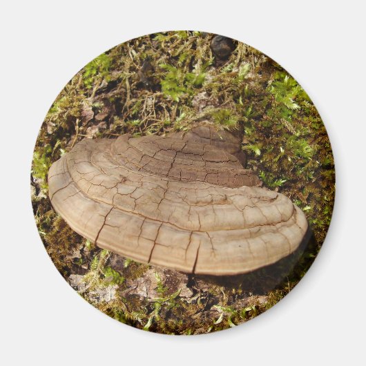 Phellinus igniarius Mushroom Magnet (Voorkant)