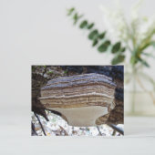 Phellinus igniarius Paddenstoel Ansichtkaart Briefkaart (Staand voorkant)