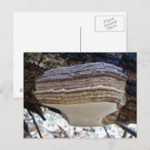 Phellinus igniarius Paddenstoel Ansichtkaart Briefkaart (Voorkant / Achterkant)