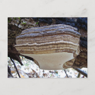 Phellinus igniarius Paddenstoel Ansichtkaart Briefkaart