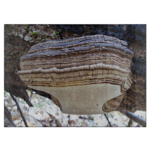 Phellinus igniarius Paddenstoel Glas Hakhouten Sni Snijplank (Voorkant)