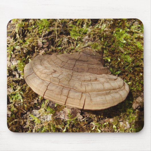 Phellinus igniarius paddenstoel Muis Muismat (Voorkant)