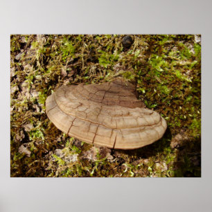 Phellinus igniarius Poster van paddenstoelen