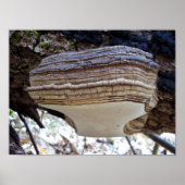 Phellinus igniarius Poster van paddenstoelen (Voorkant)
