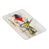 Pheucticus ludovicianus (Großbeak met roos) Magneet (Rechterzijde)