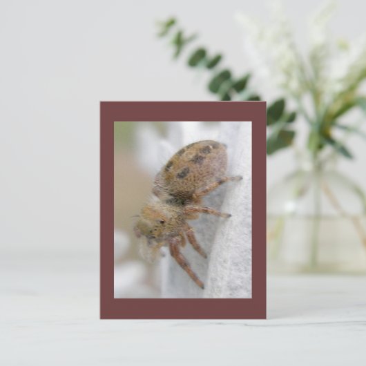 Phidippus clarus Jumping Spider Briefkaart (Staand voorkant)