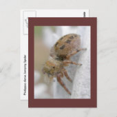 Phidippus clarus Jumping Spider Briefkaart (Voorkant / Achterkant)