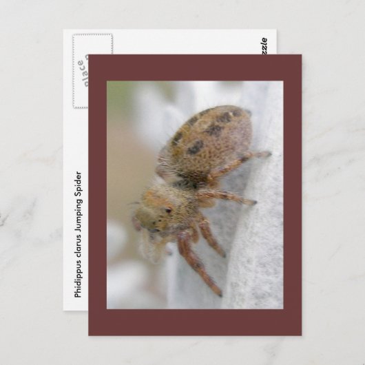 Phidippus clarus Jumping Spider Briefkaart (Voorkant / Achterkant)