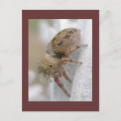 Phidippus clarus Jumping Spider Briefkaart (Voorkant)