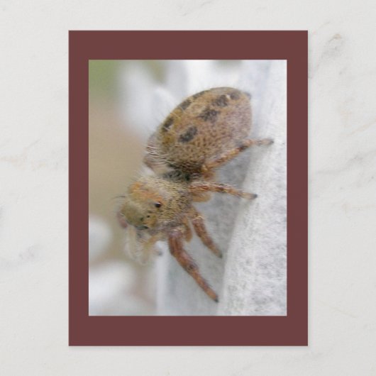 Phidippus clarus Jumping Spider Briefkaart (Voorkant)