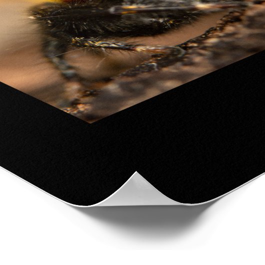 Phidippus springspinset poster (Hoek)