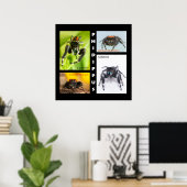 Phidippus springspinset poster (Thuiskantoor)