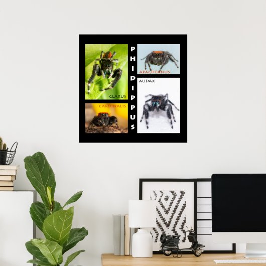 Phidippus springspinset poster (Thuiskantoor)