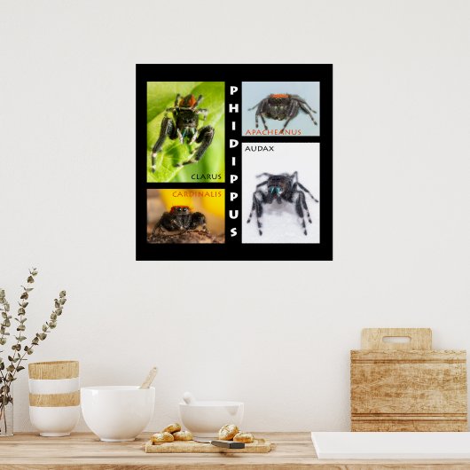 Phidippus springspinset poster (Keuken)