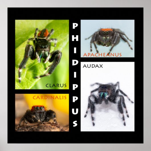 Phidippus springspinset poster (Voorkant)