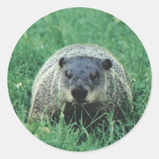 Phil Groundhog Ronde Sticker (Voorkant)