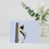 Philadelphia Bald Eagle Briefkaart (Staand voorkant)