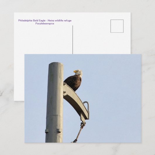 Philadelphia Bald Eagle Briefkaart (Voorkant / Achterkant)