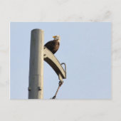 Philadelphia Bald Eagle Briefkaart (Voorkant)