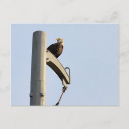 Philadelphia Bald Eagle Briefkaart