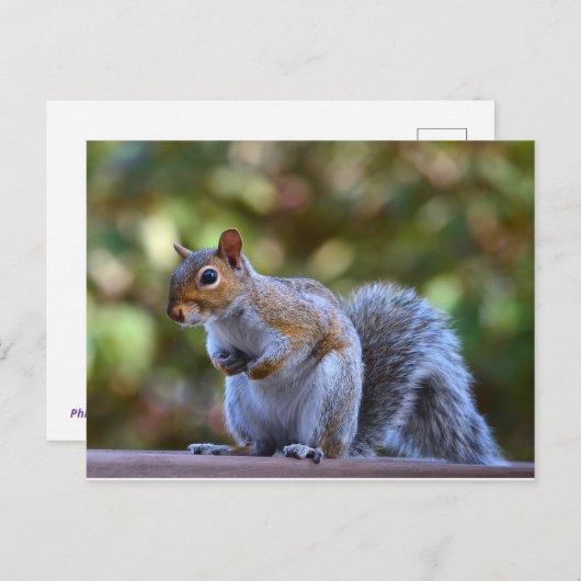 Philadelphia Gray Squirrel Briefkaart (Voorkant / Achterkant)