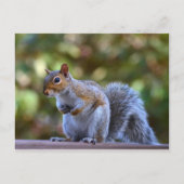 Philadelphia Gray Squirrel Briefkaart (Voorkant)