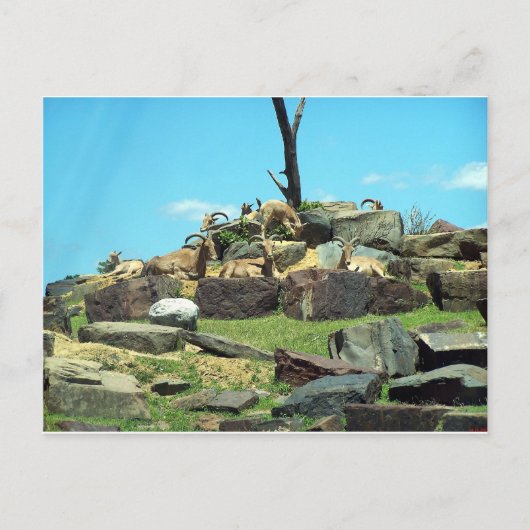 Philadelphia Zoo Briefkaart (Voorkant)