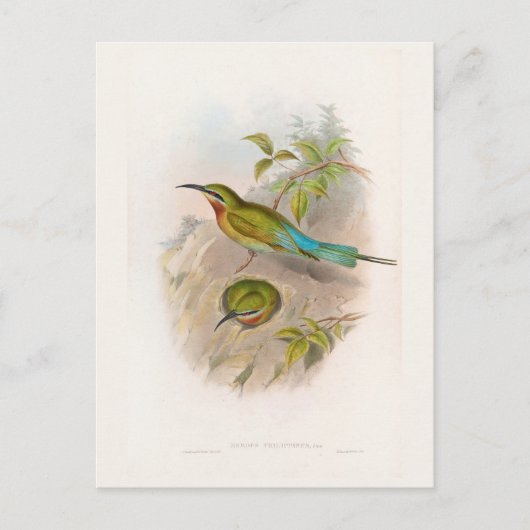 Philippine Bee-Eater (1850-1883) Briefkaart (Voorkant)