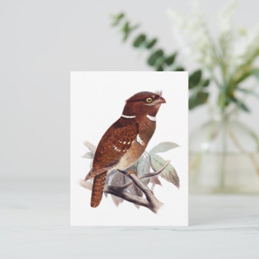 Philippine Frogmouth Briefkaart (Staand voorkant)