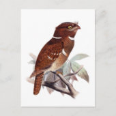 Philippine Frogmouth Briefkaart (Voorkant)