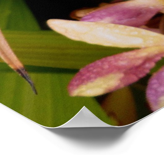 Philippine Ground Orchids Poster (Hoek)