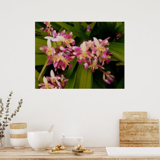 Philippine Ground Orchids Poster (Keuken)