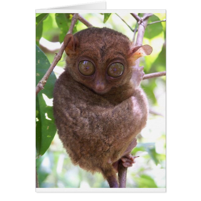 Philippine Tarsier (Voorkant)
