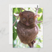 Philippine Tarsier Briefkaart (Voorkant / Achterkant)