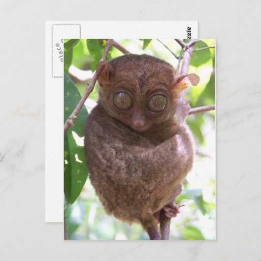 Philippine Tarsier Briefkaart (Voorkant / Achterkant)
