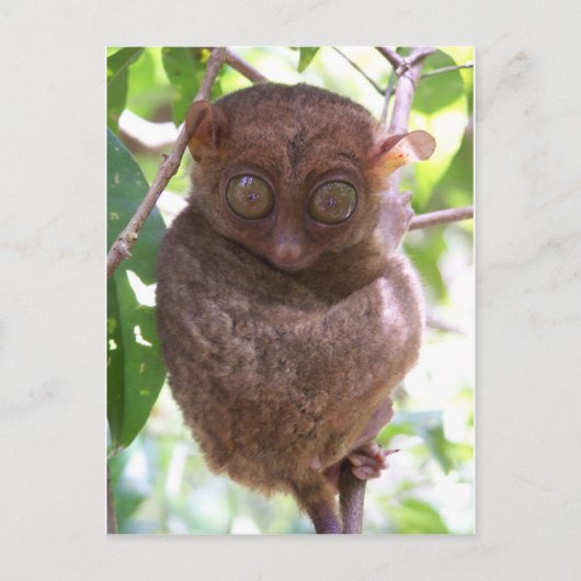 Philippine Tarsier Briefkaart (Voorkant)