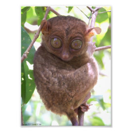 Philippine Tarsier-foto Foto Afdruk