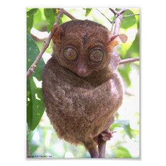 Philippine Tarsier-foto Foto Afdruk
